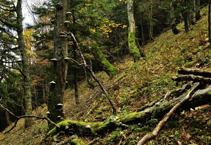 Původní jedlobučiny pod Kněhyní. Beskydy